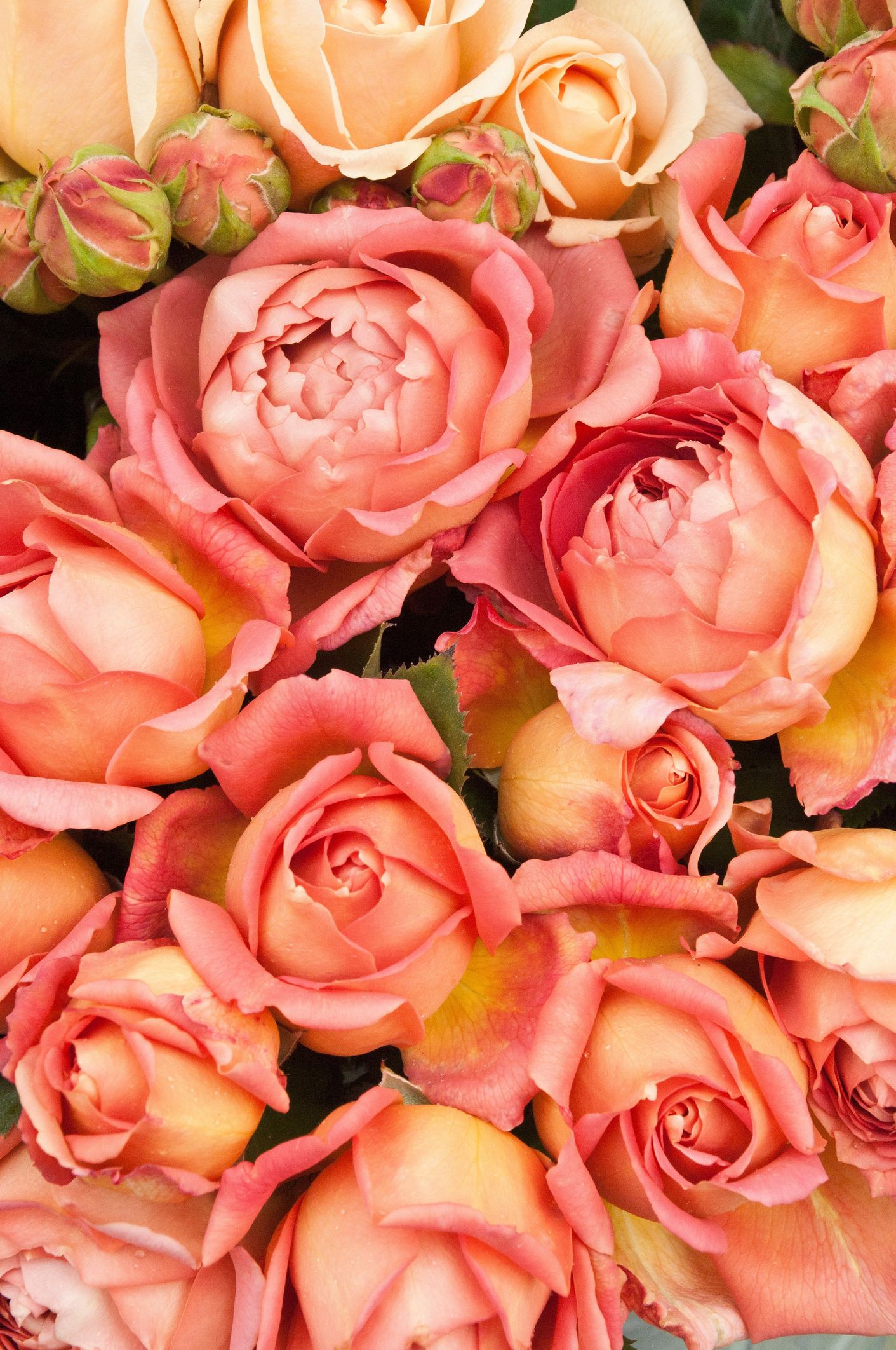Coral and peach roses for a spring wedding bouquet
